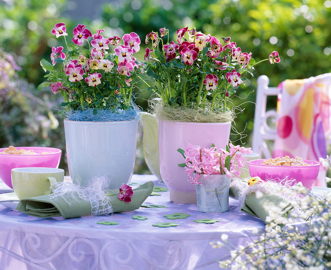 Pots with horned violet 'Valentine' as table decoration