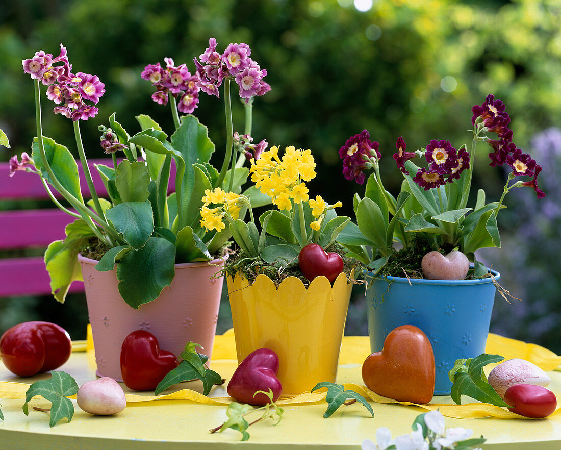 Primula auricula (Garden auricula)