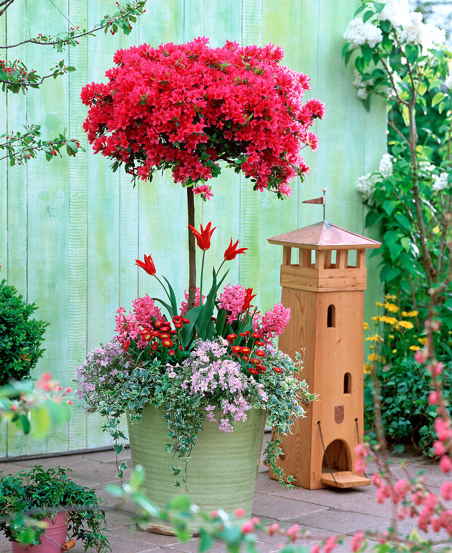 Rhododendron 'Toreador' (Stamm Japanische Azalee)