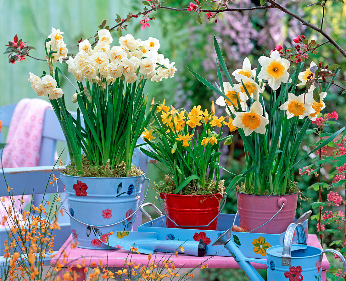 Narcissus 'Bridal Crown', 'Tete À Tete', 'Flower Record'