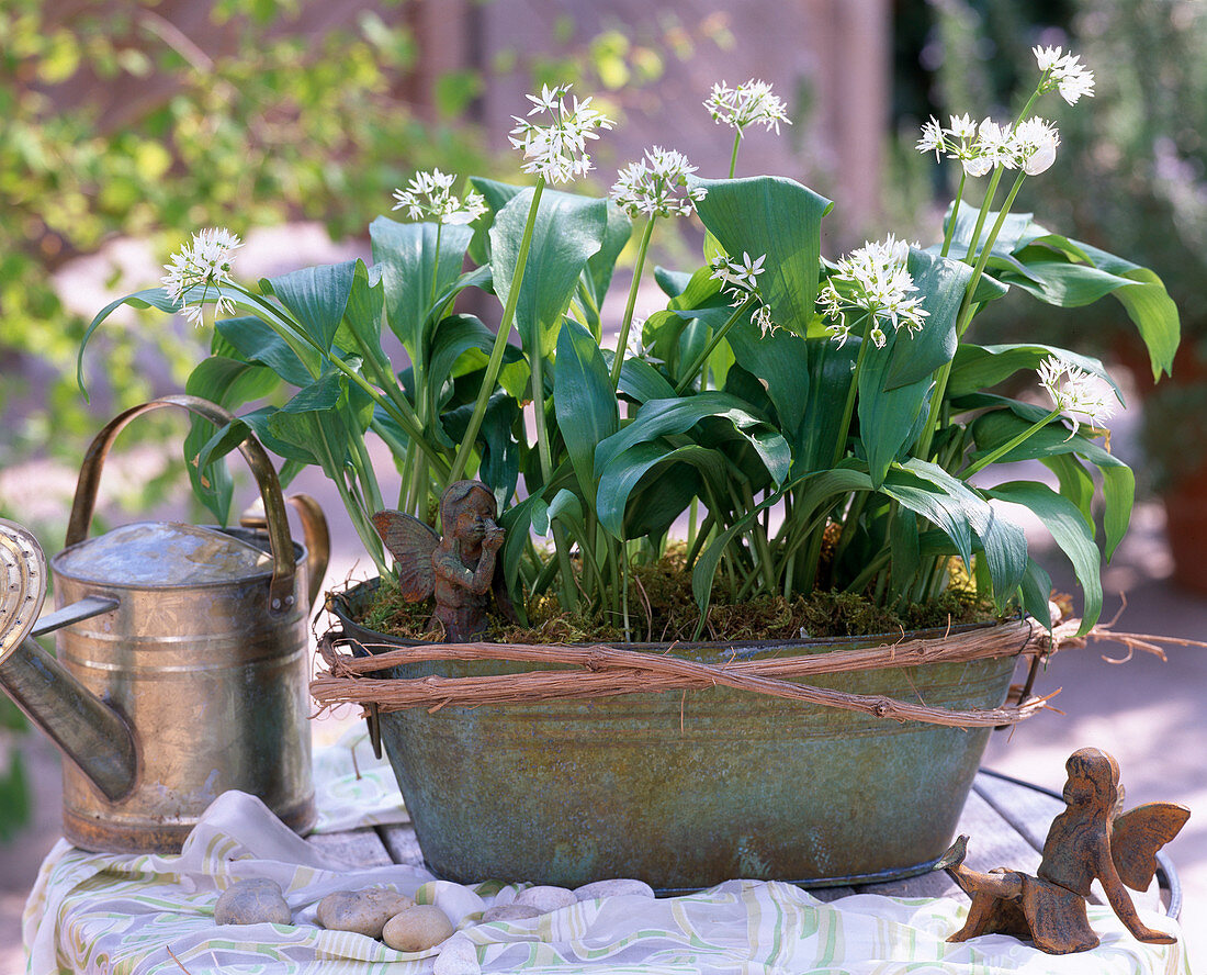 Allium ursinum (flowering wild garlic)