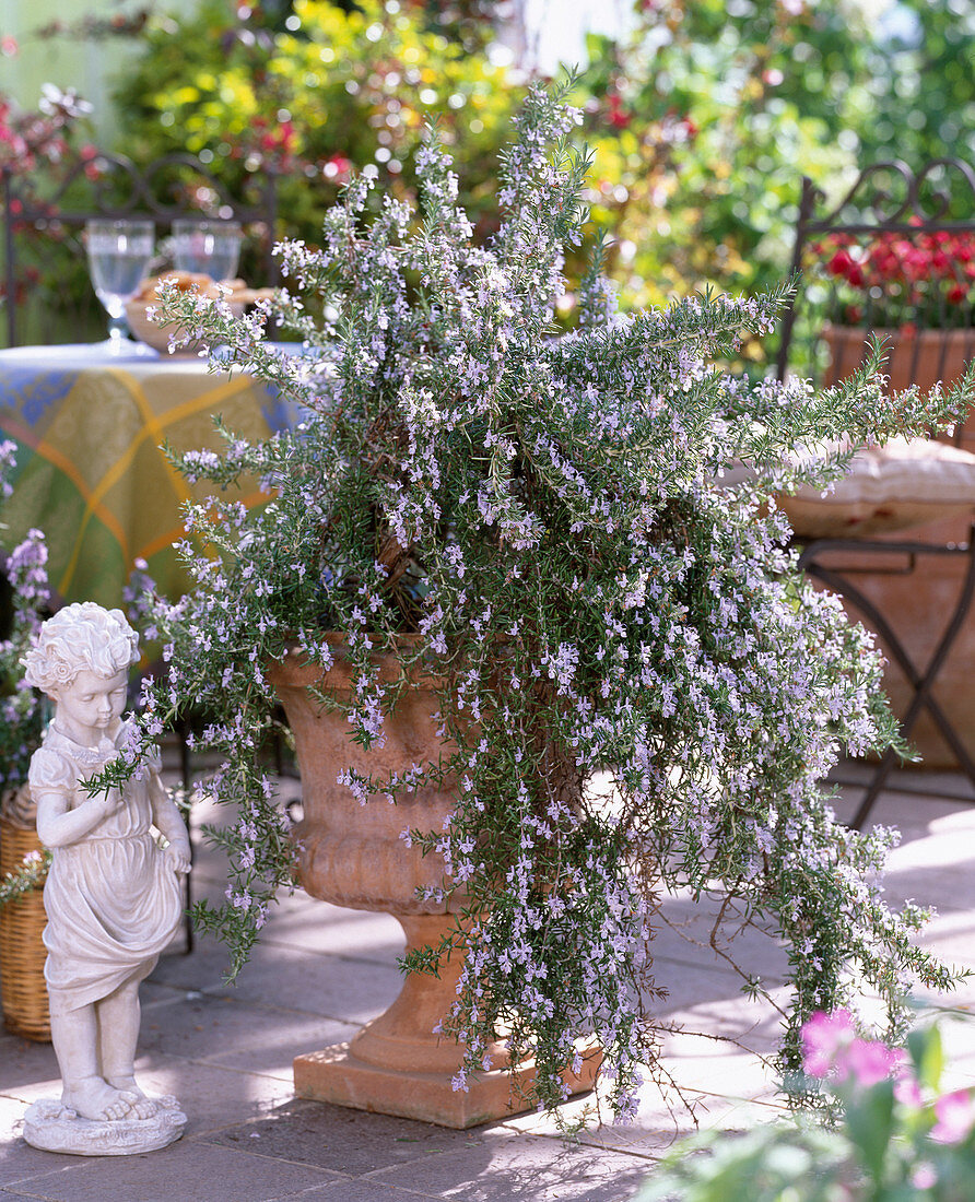 Rosmarinus 'Corsican Blue' (Hanging Rosemary)