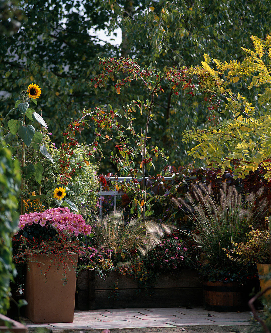 Helianthus, Chrysanthemum indicum, Cotoneaster saxatilis