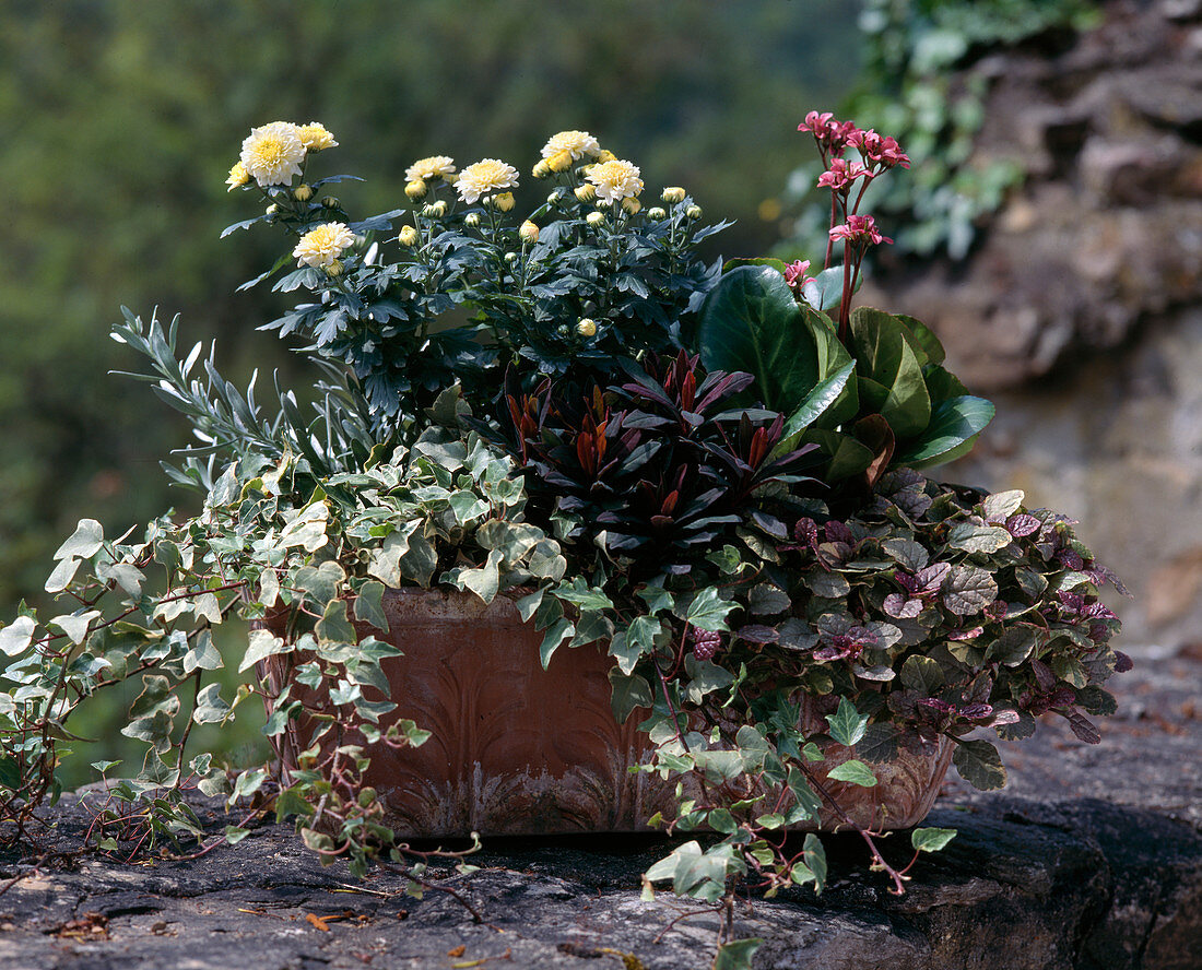 Dendranthema, Bergenia 'Baby Doll', Hedera, Ajuga, 'Burgundy Glow'