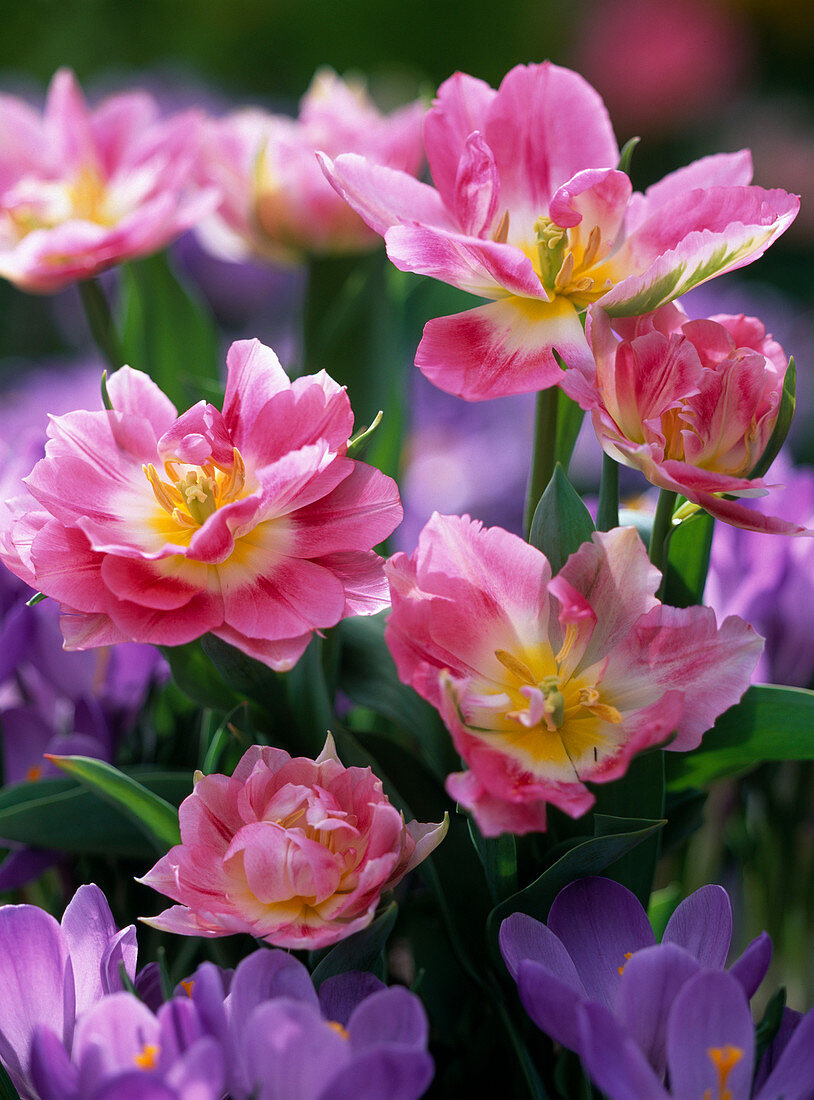 Tulipa 'Peach Blossom' (Double tulips)