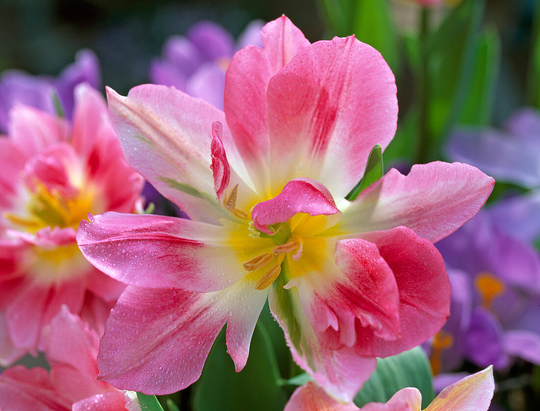 Tulipa 'Peach Blossom' (Double tulip)