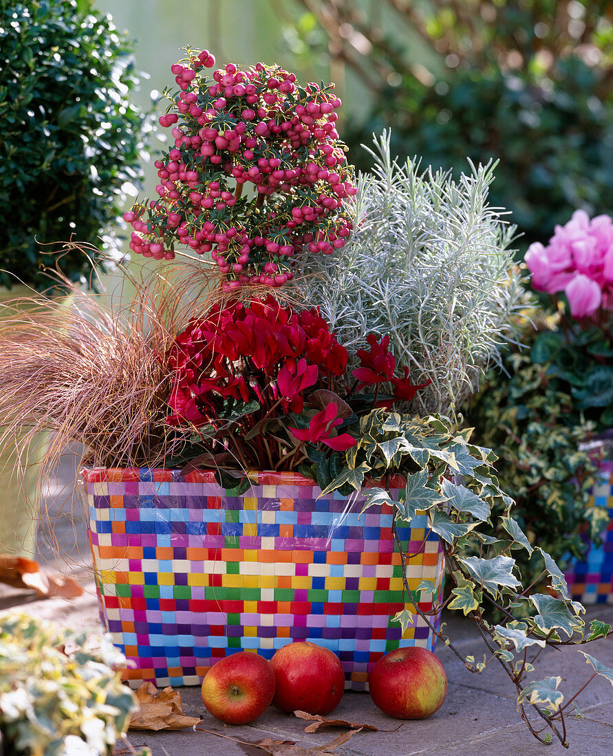 Pernettya (Torfmyrte), Helichrysum (Currykraut)