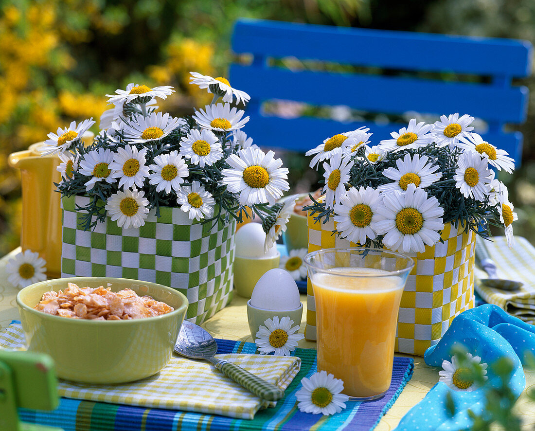 Leucanthemum hosmariense (marguerite)