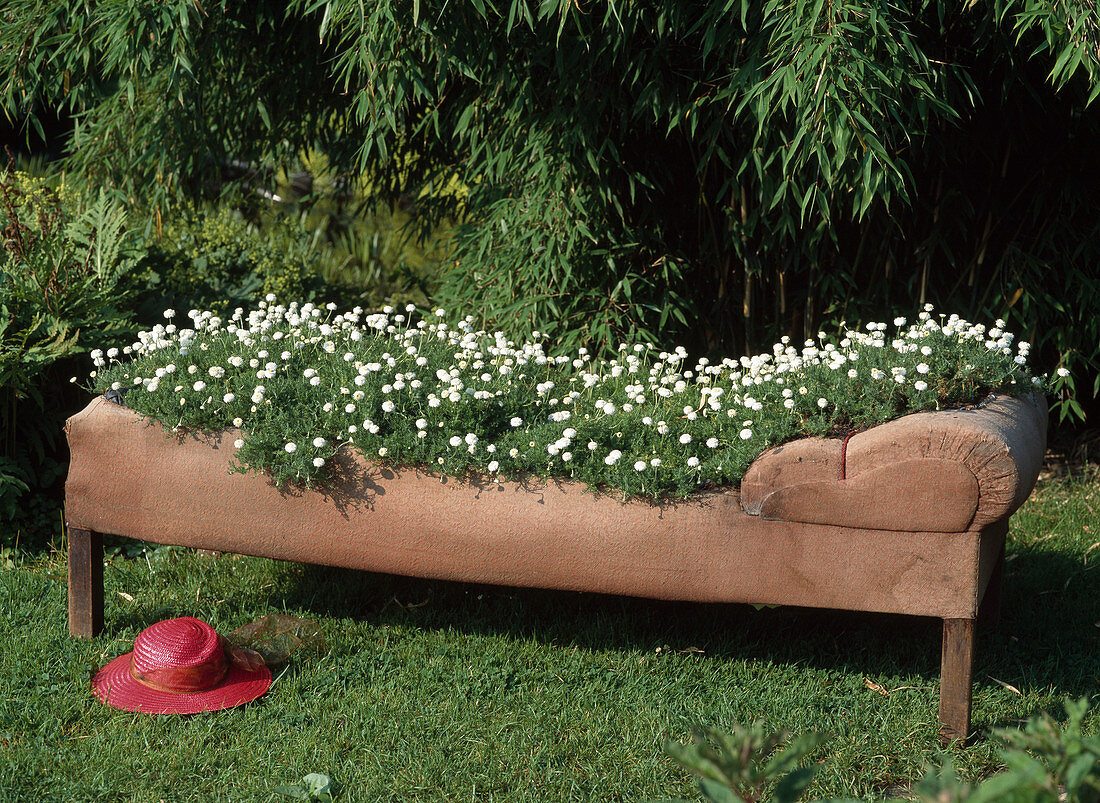 Scented sofa, Chamaemelum nobile (dogfennel)
