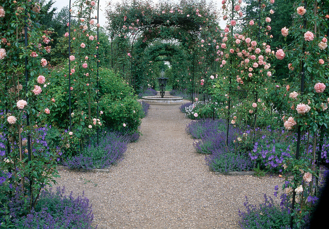 Gravel path through the rose garden, Rosa (climbing roses) on rose arches, Geranium (cranesbill) and Nepeta (catmint) as accompaniment, view of fountain