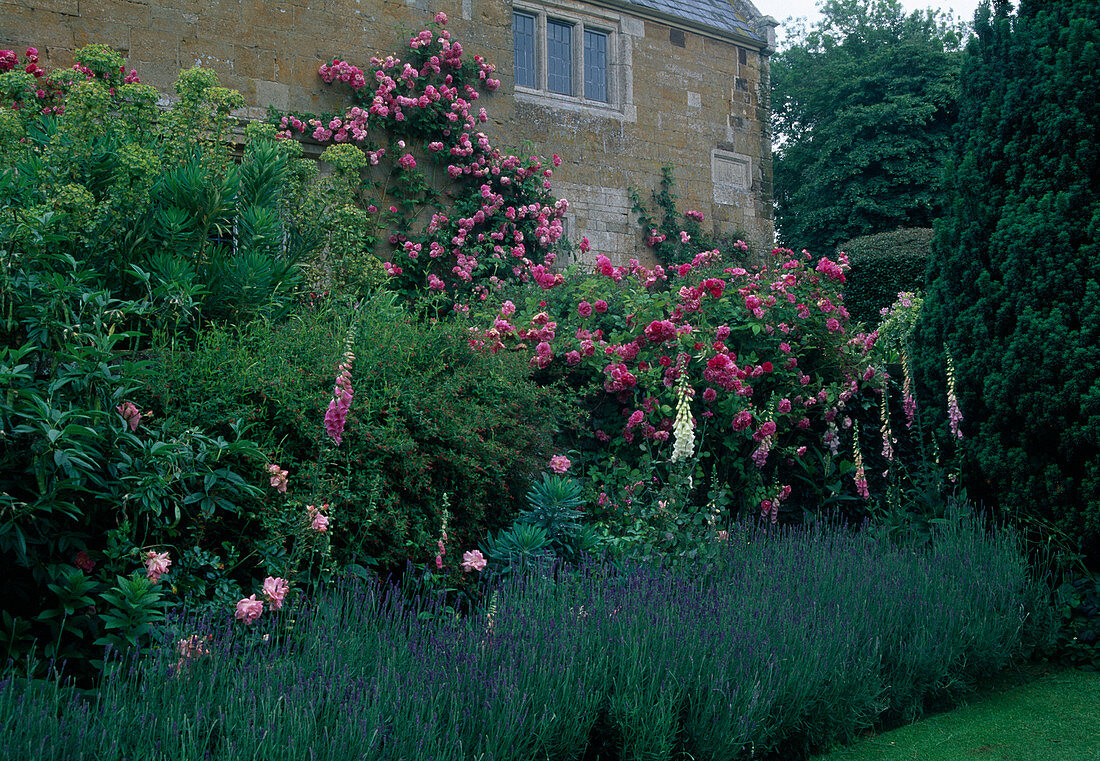 Bed with Rosa (roses), Euphorbia (spurge), Digitalis (foxglove), climbing rose at the house, lavender (Lavandula angustifolia) as bed edging