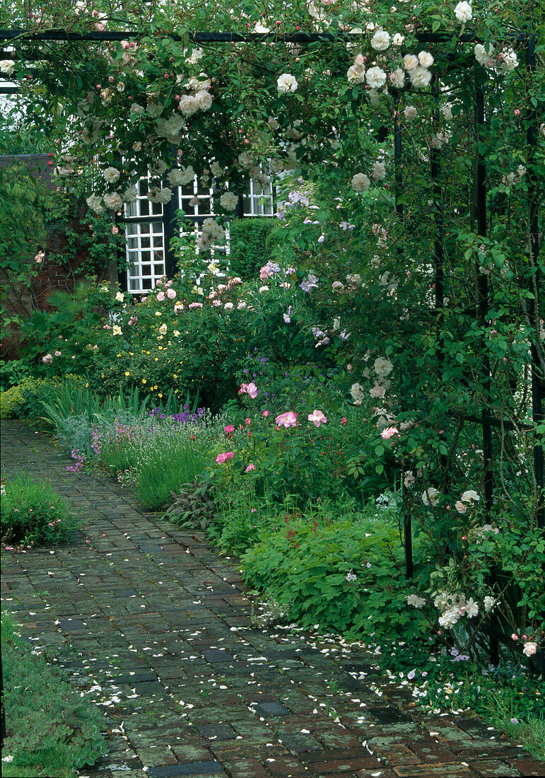 Rosa (Ramblerrose, Kletterrose) an Rosenbogen, Weg aus Klinker. Beet mit Rosen und Stauden, Haus