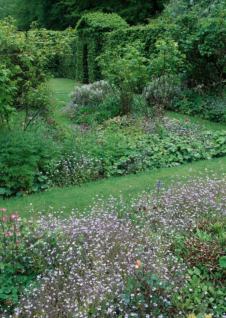 Lawn path myosotis