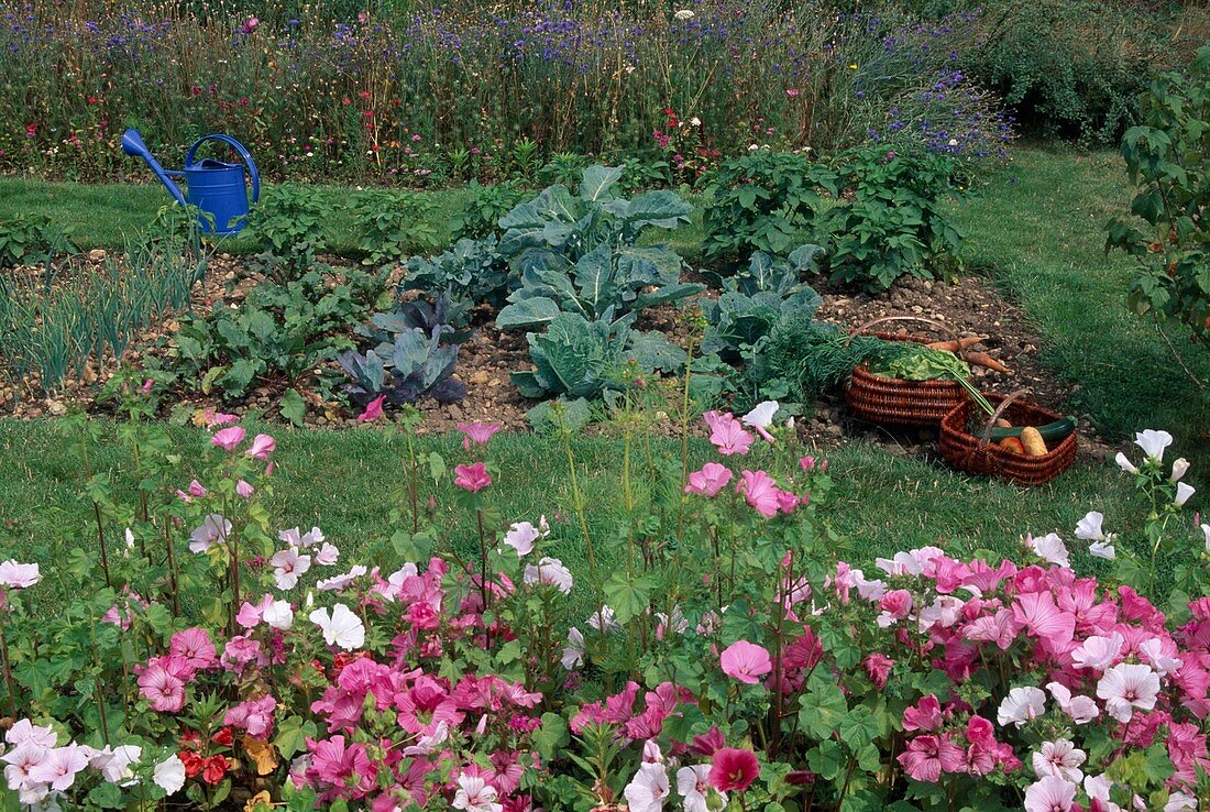 Vegetable bed in the cottage garden: cabbage (Brassica), beetroot (Beta vulgaris), onions (Allium cepa), baskets with freshly harvested vegetables, Lavatera trimestris (cup mallow)