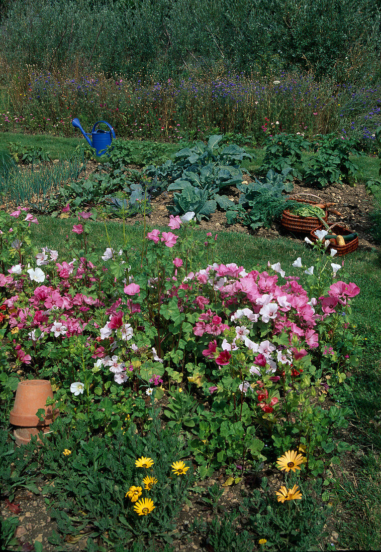 Vegetable garden with Lavatera trimestris (cup mallow), broccoli (brassica), onions (Allium cepa), beetroot (Beta vulgaris), baskets with freshly harvested vegetables, lawn path, watering can