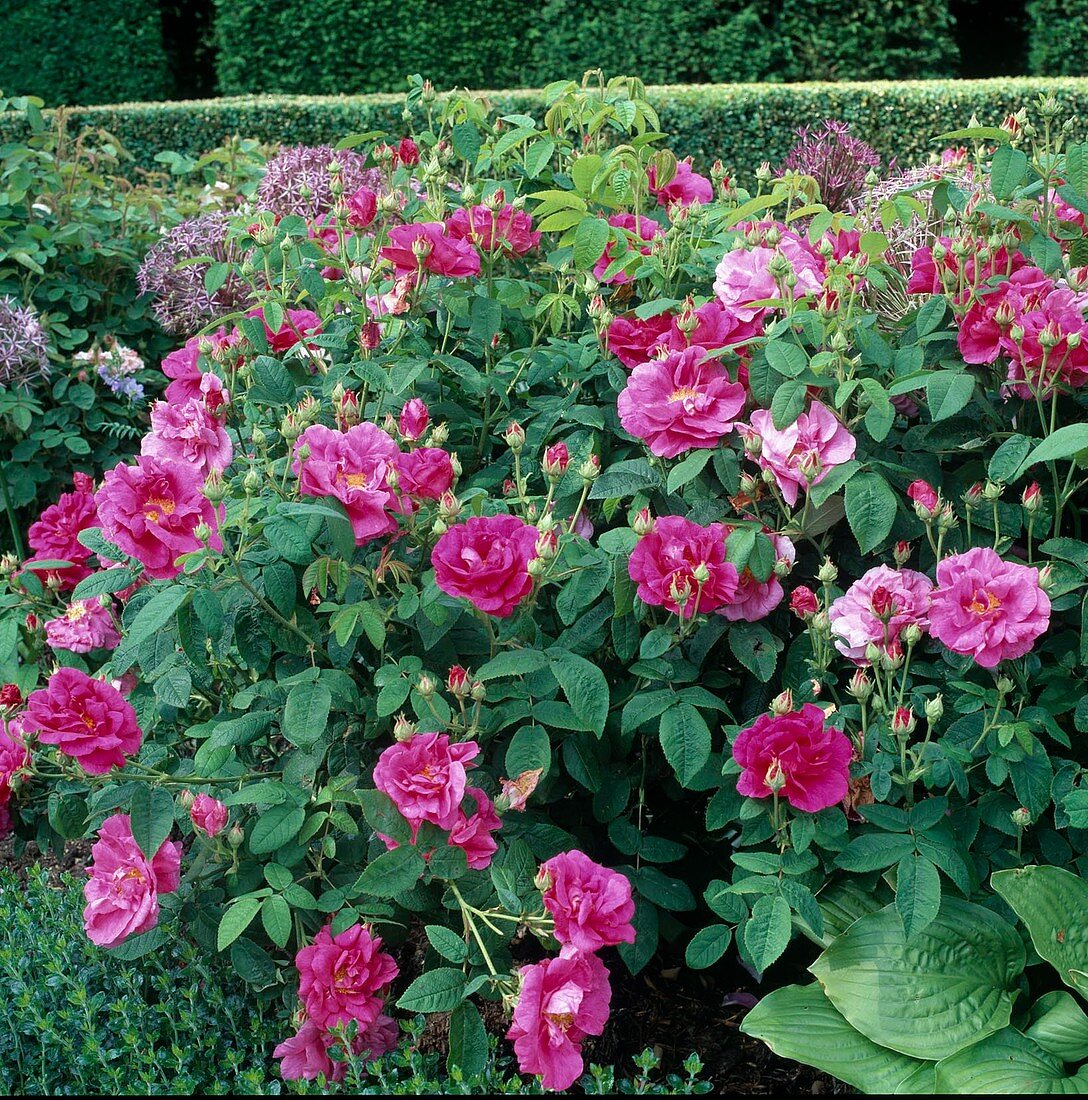 Rosa gallica 'Officinalis' Before 1300, apothecary rose, historic shrub rose, flowering June-July, good fragrance