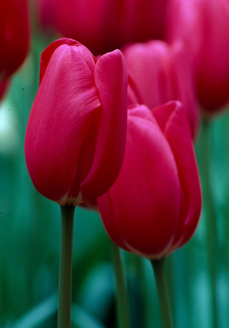 Tulipa 'Grand Style' late tulip