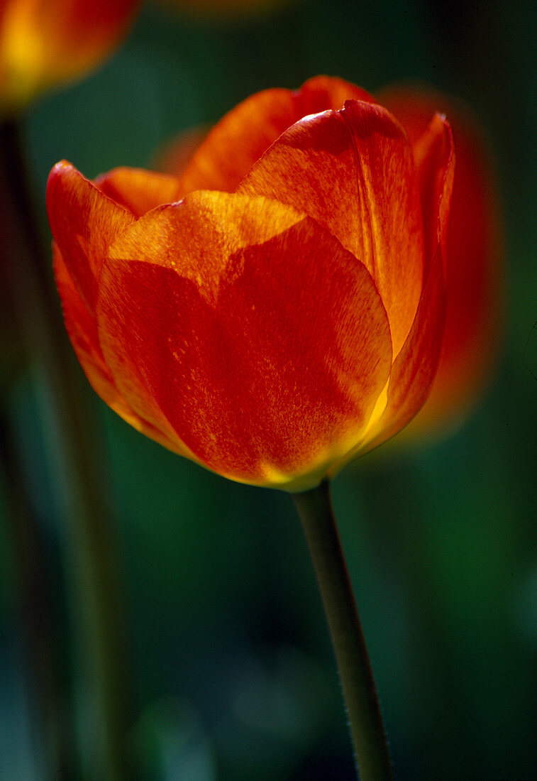 Tulipa Darwin 'Königin Wilhelmine' tulpen