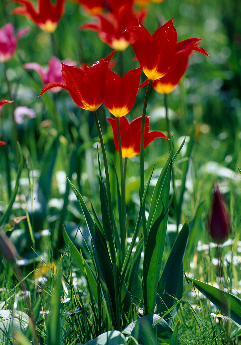 Tulipa 'Aladdin' (lily-flowered tulips)