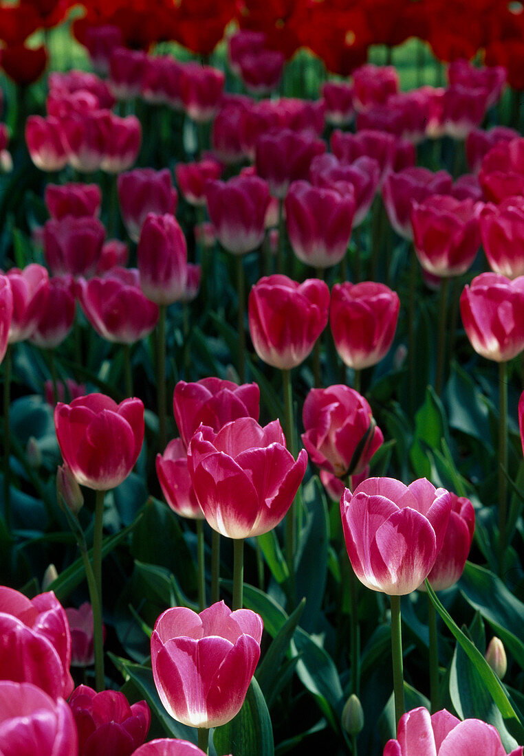 Tulipa Triumph 'Blenda' tulips