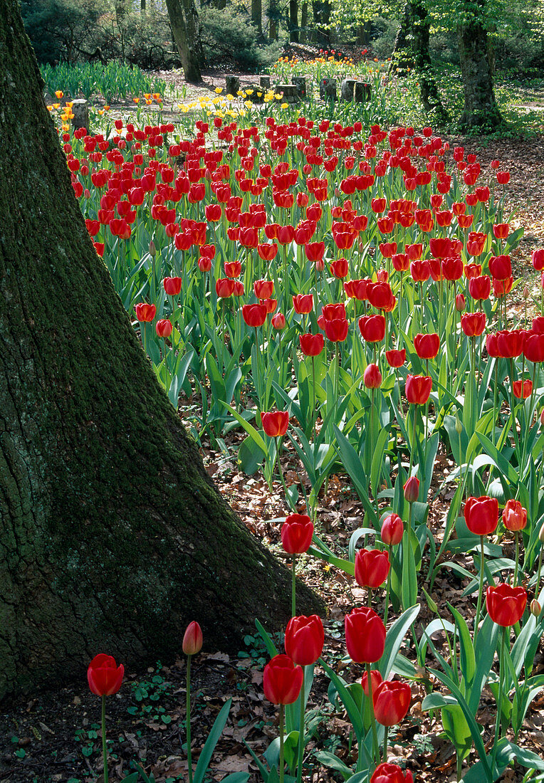 Tulips