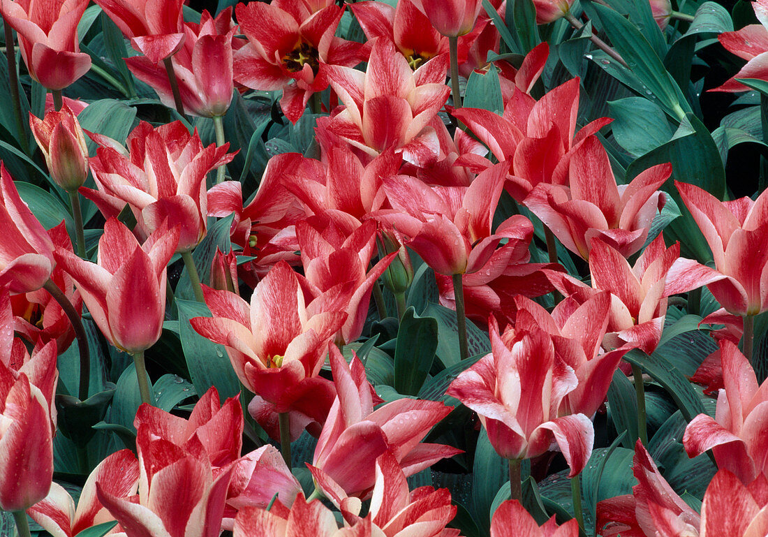 Tulipa greigii 'Czar Peter' (wild tulip)
