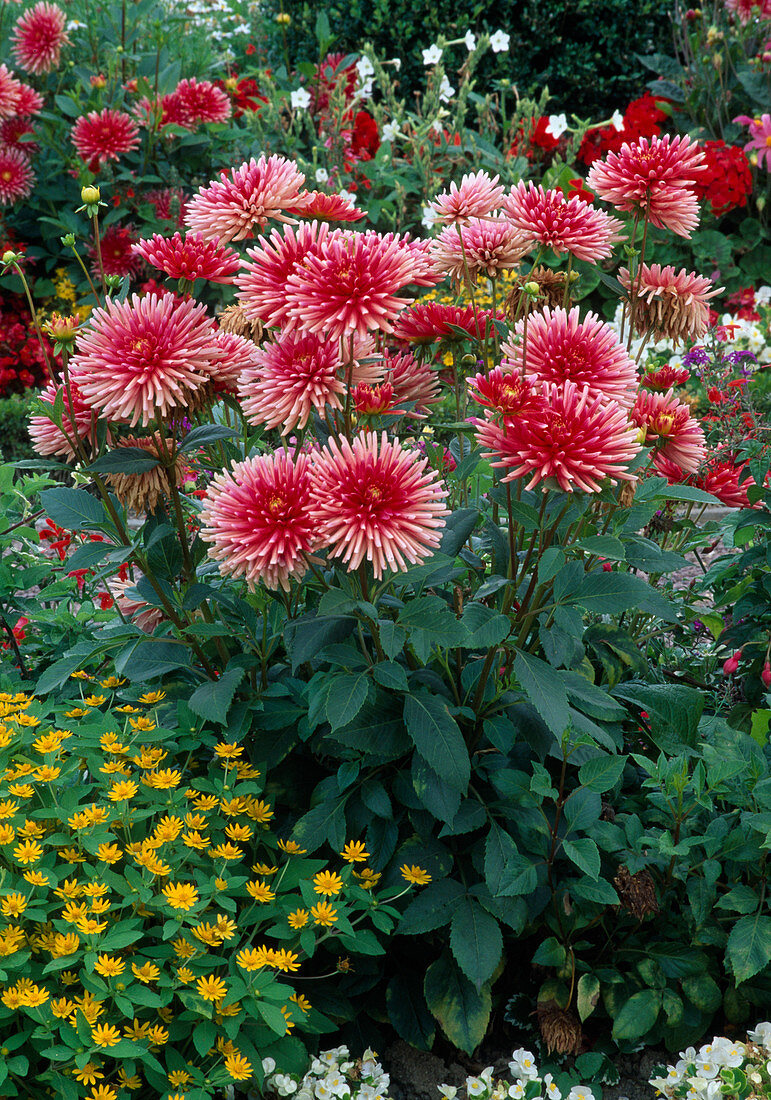 Dahlia 'Pianella' (cactus dahlia), Melampodium (star dahlia)