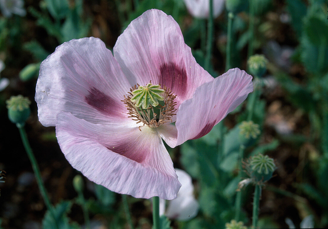 Papaver somniferum (opium poppy)