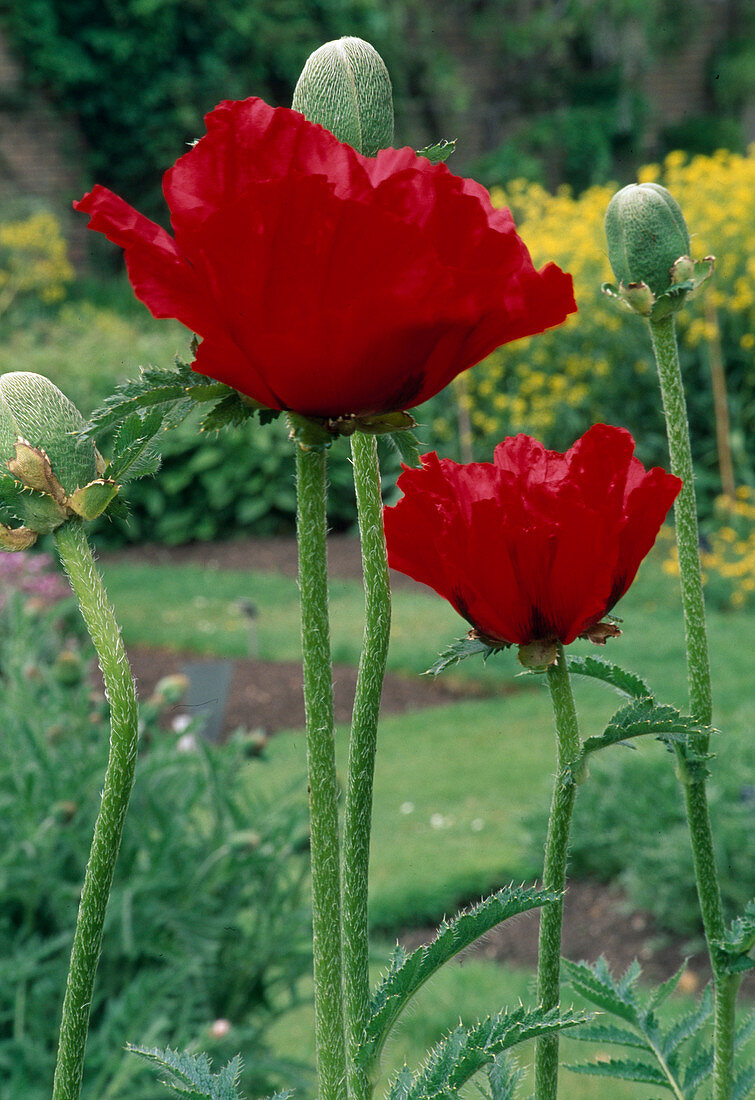 Papaver orientale 'Beauty Of Livermere' (Turkish Poppy)
