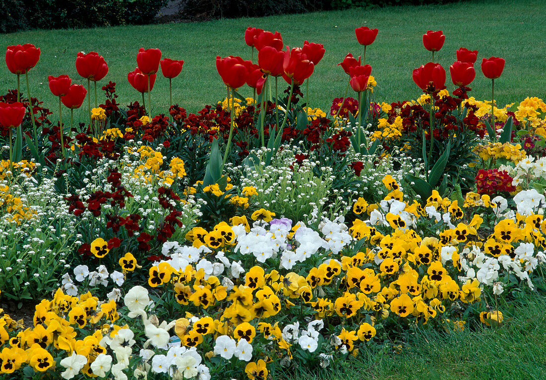 Tulipa 'Apeldoorn', Viola, Myosotis, Erysimum
