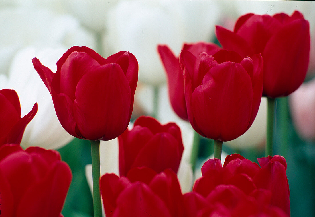 Tulipa 'Apeldoorn' - Tulips Darwin hybrids