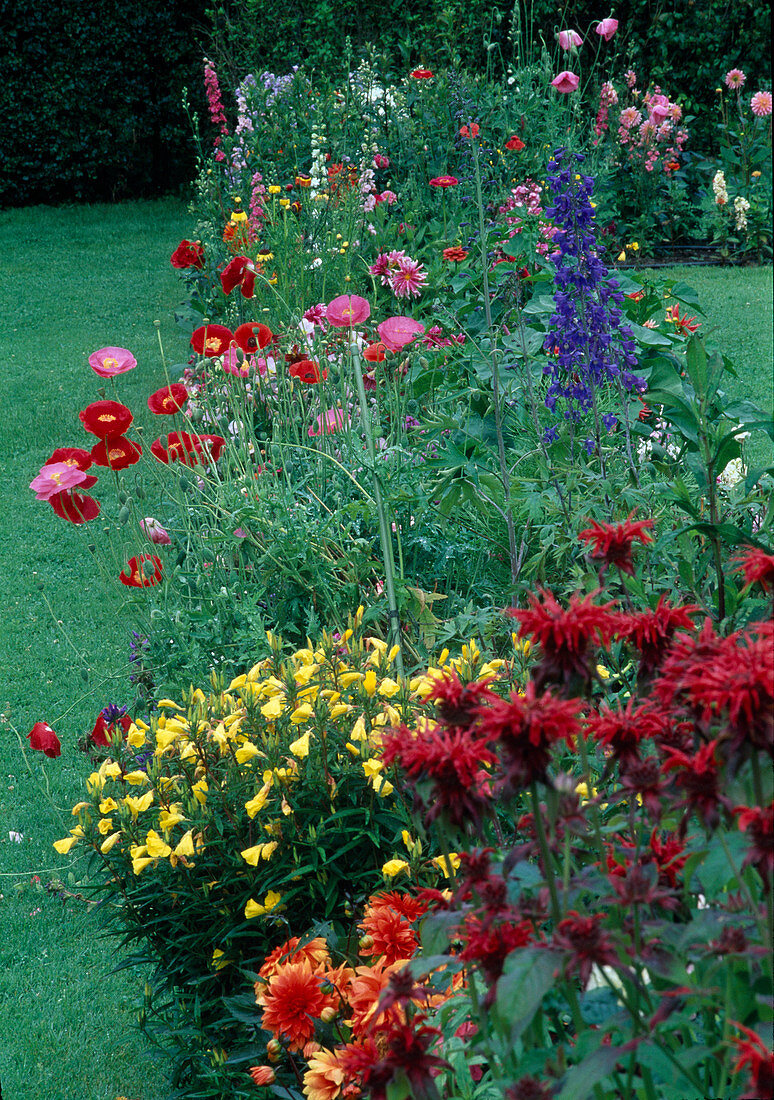 Flower bed with Monarda, Oenothera, Papaver, Delphinium and Dahlia