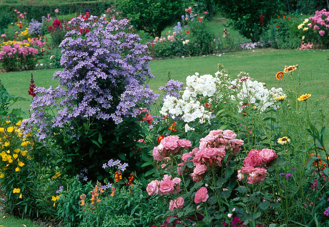 Campanula (Glockenblumen), Rosa (Rosen), Phlox paniculata (Flammenblumen) und Oenothera (Nachtkerze)