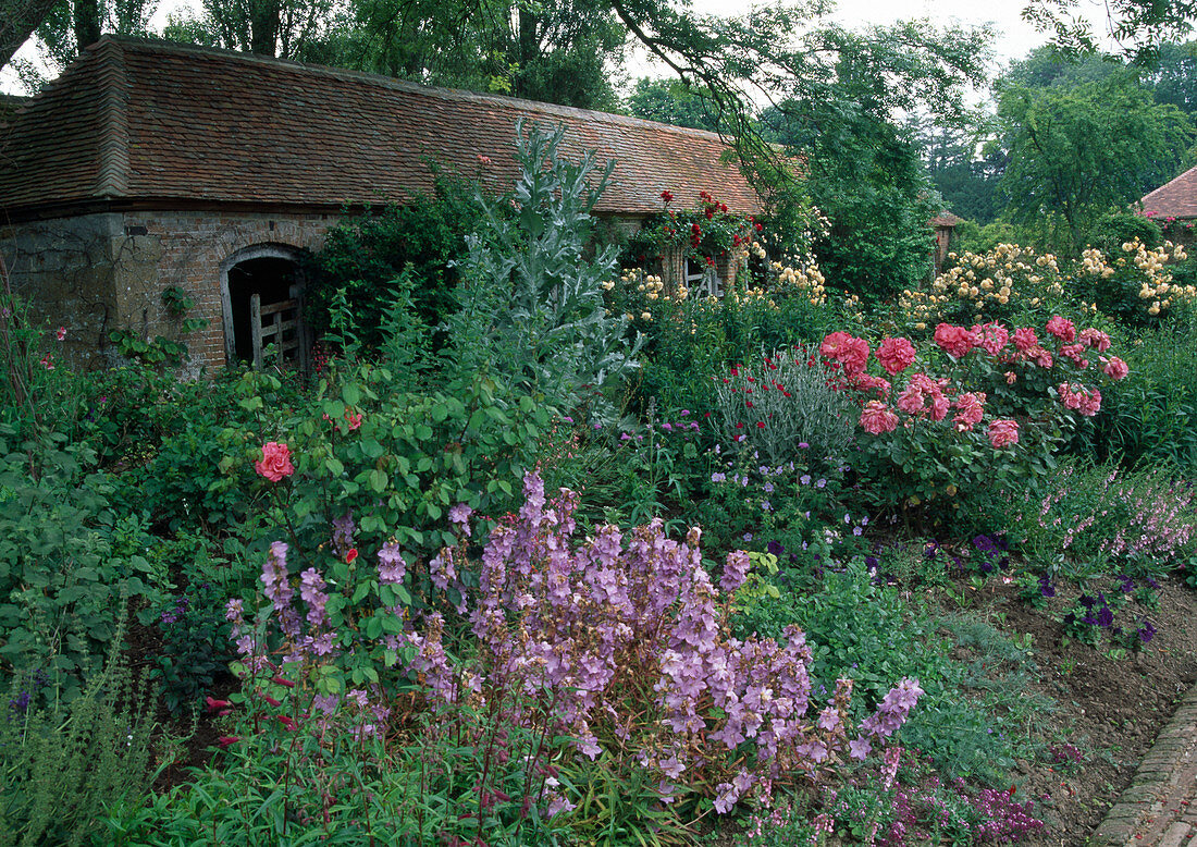 Rosa (bedding roses, shrub roses, climbing roses), Campanula (bellflowers), Onopordum (thistle), Lychnis coronaria (coneflower), old horse stable