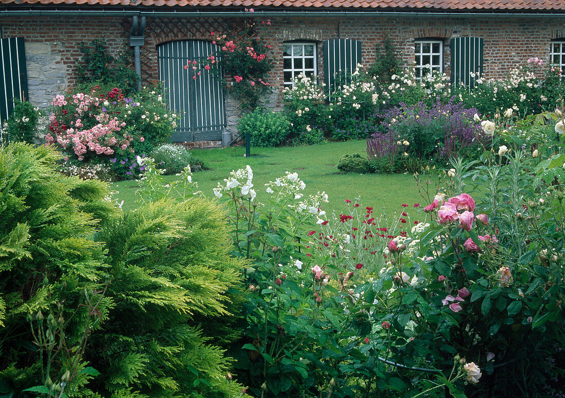 View of Rosa (roses) on house wall, perennials as accompaniment