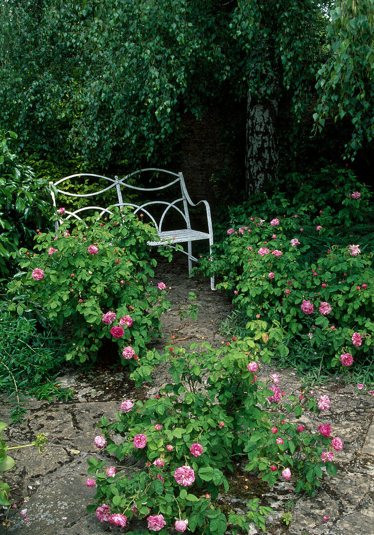 Rosa (Rosen), Weg aus Natursteinplatten führt zu Bank unter Betula pendula (Birke)