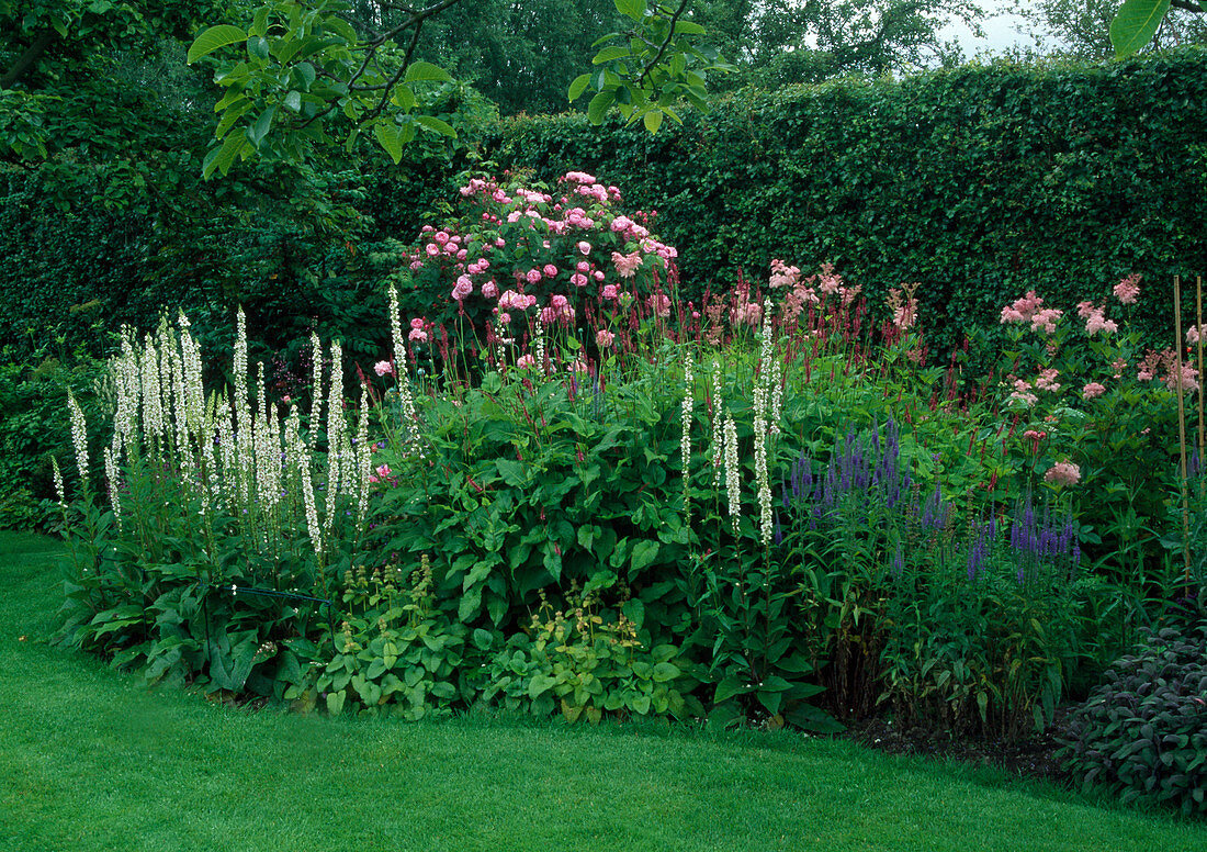 Bed with perennials and roses in front of hedge