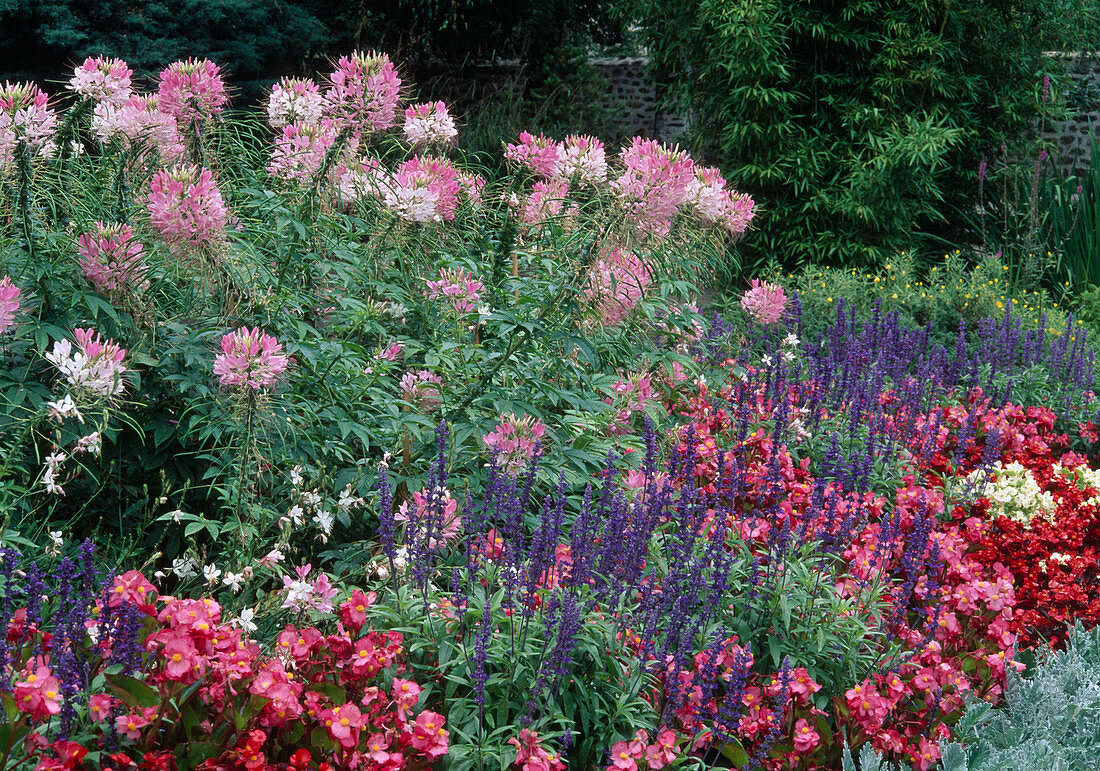 Summer flower bed with Cleome spinosa (spider flower), Salvia farinacea (flour sage) and Begonia semperflorens (ice begonias, Goth's eyes)