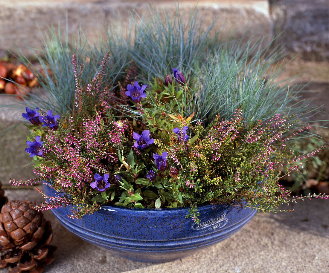 Calluna Vulgaris, Gentiana Scabra-Hybr