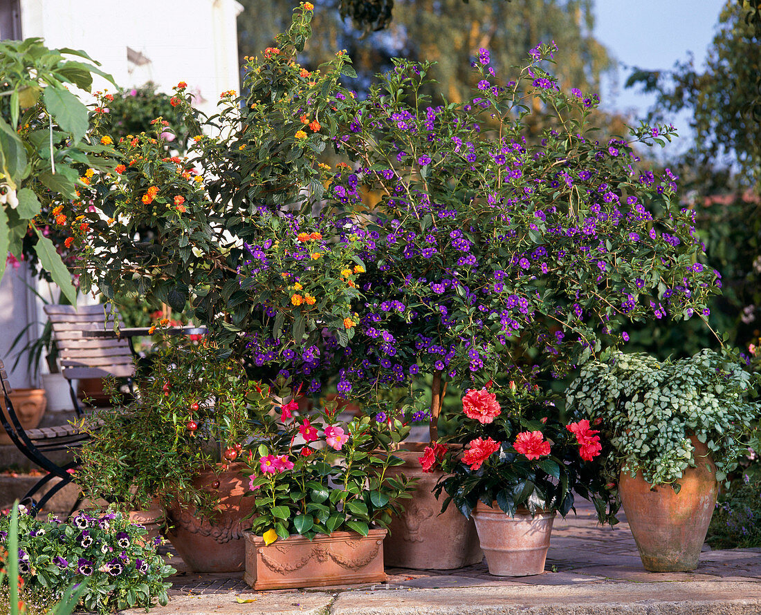 Lantana-Hybr, Solanum Rantonetii, Hibiscus