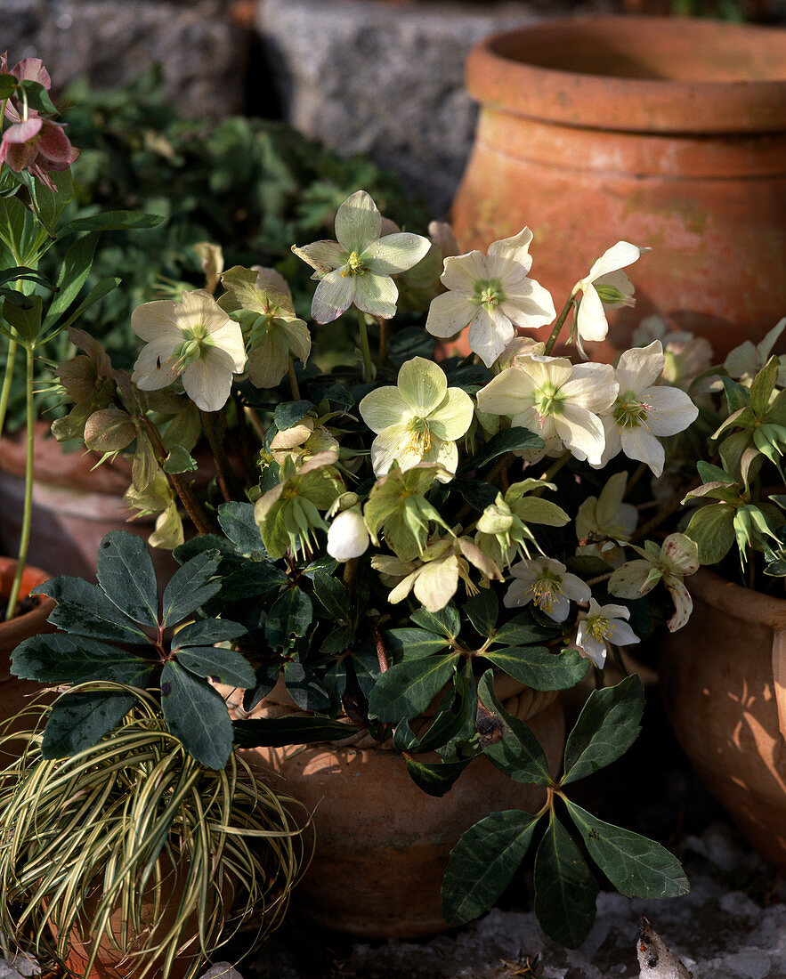 Helleborus niger