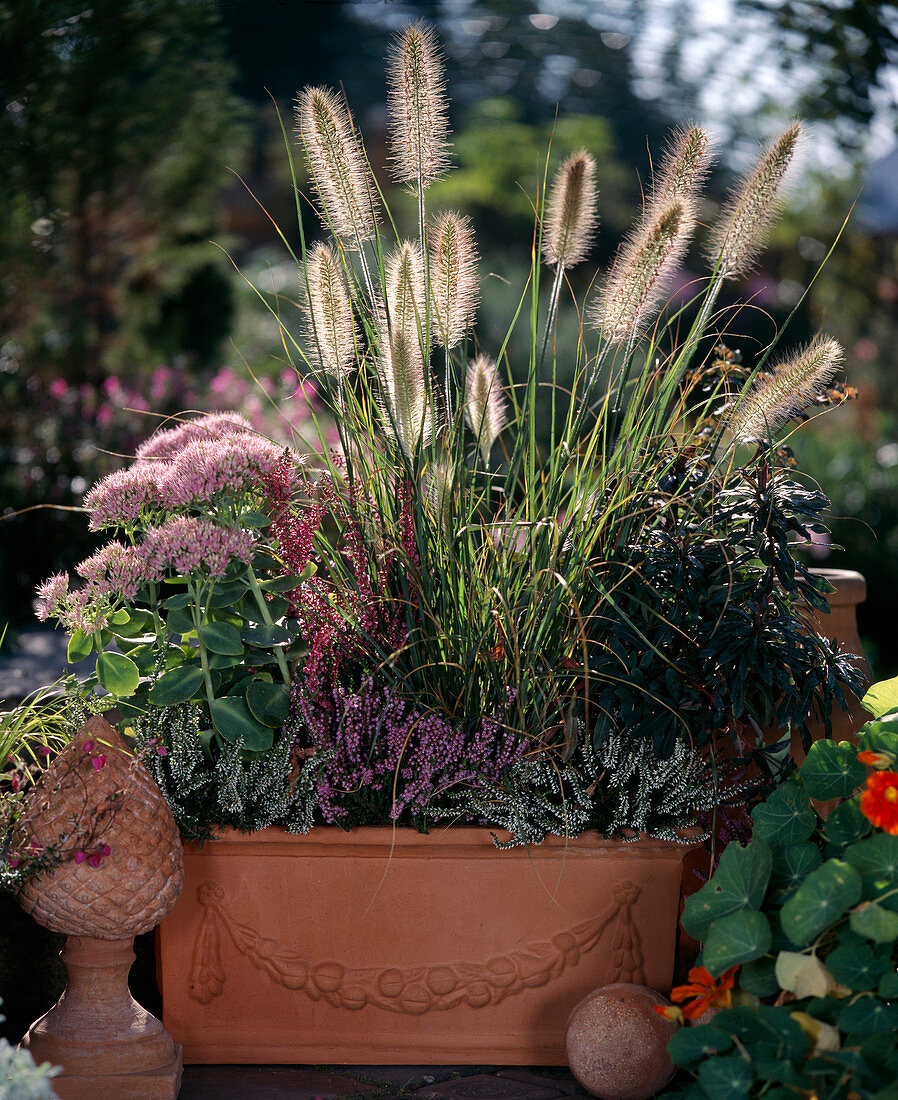 Pennisetum compressum, Sedum spectabile, Calluna vulgaris