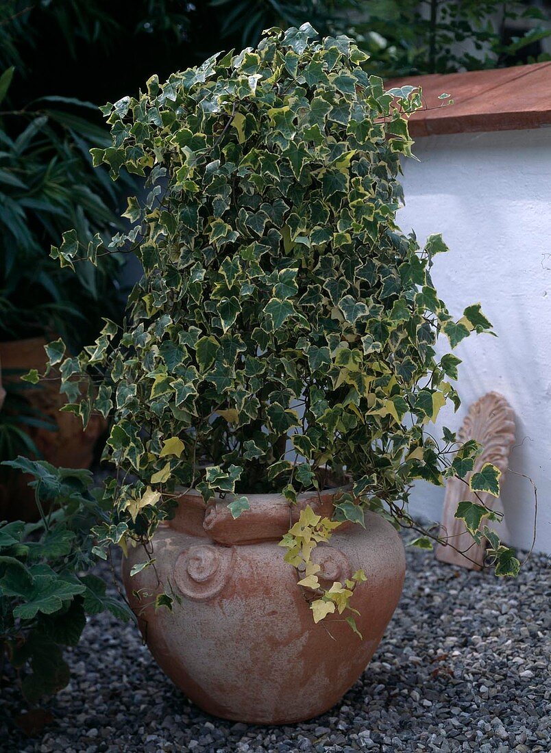 Hedera helix