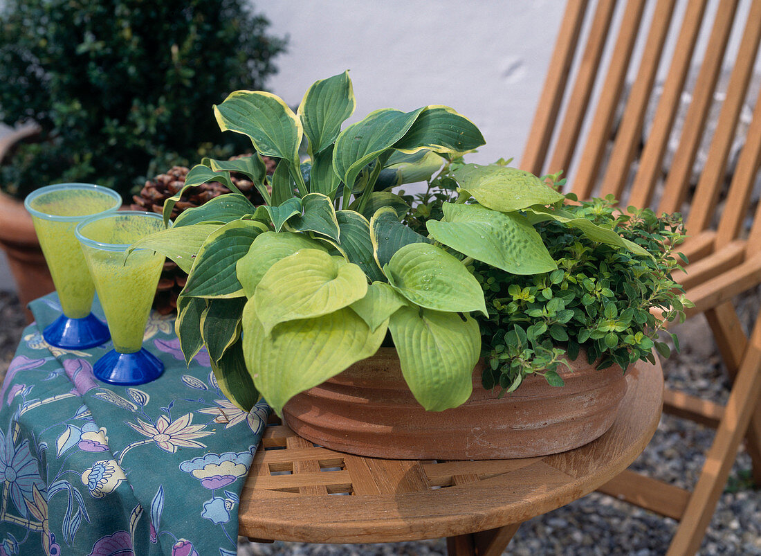 Hosta-Hybr., Origanum Vulgare 'Compactum'