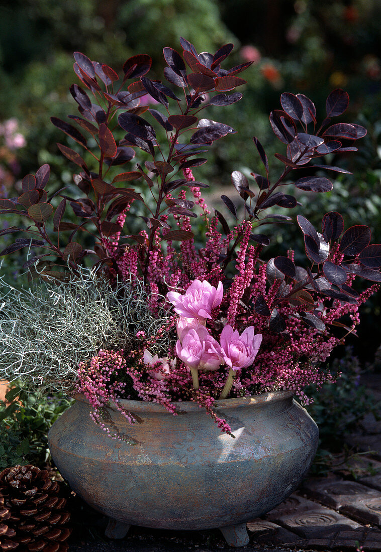 Calluna Vulgaris, Colchicum Autumnale, Calocephalus