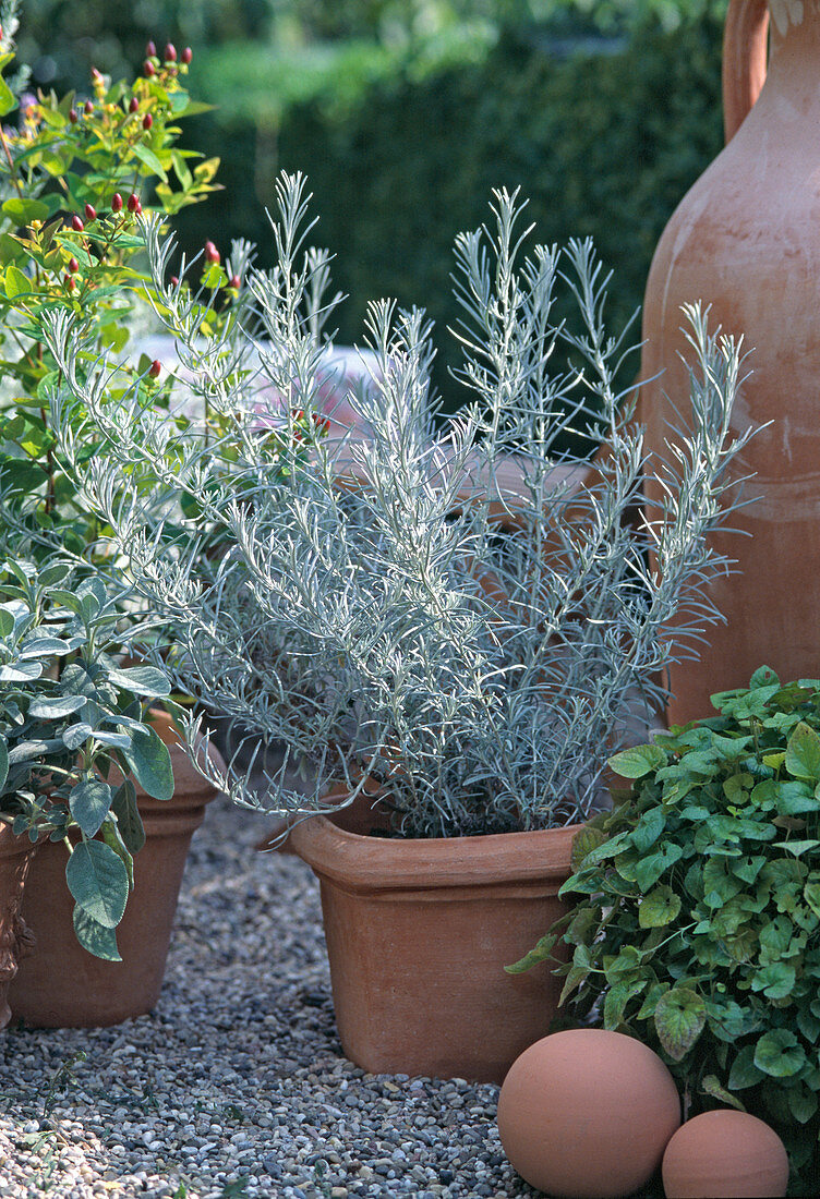 Helichrysum angustifolium 'White Barn'