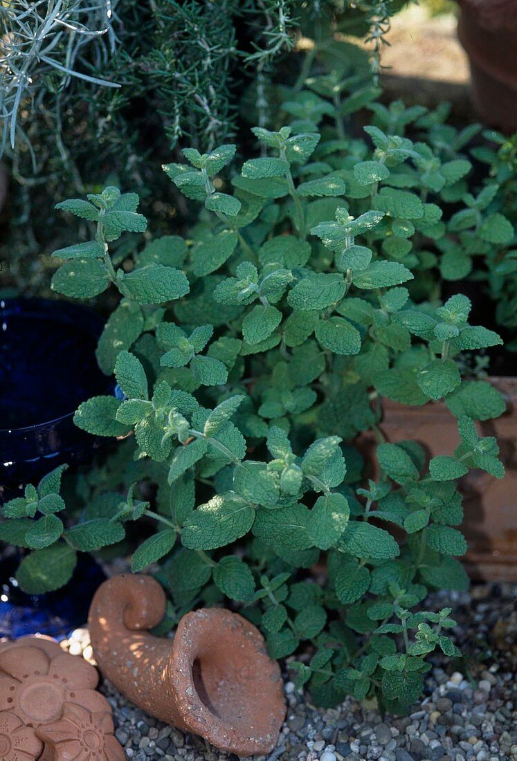 Mentha suaveolens