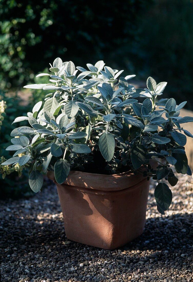 Salvia officinalis 'Berggarten'