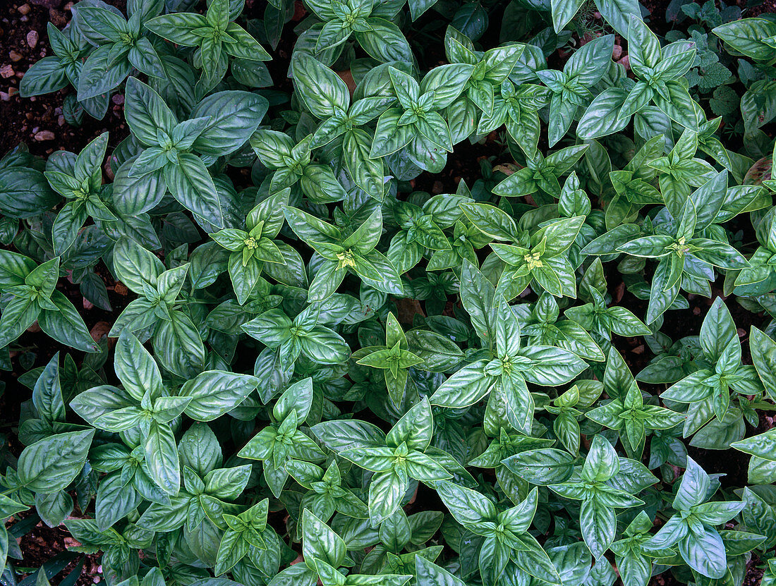 Basil (Ocimum basilikum)