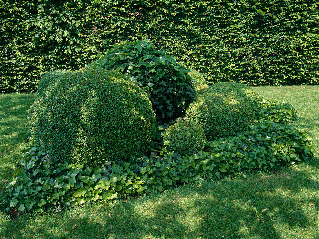 Evergreen shaped sculpture of Buxus (boxwood) and Hedera (ivy)